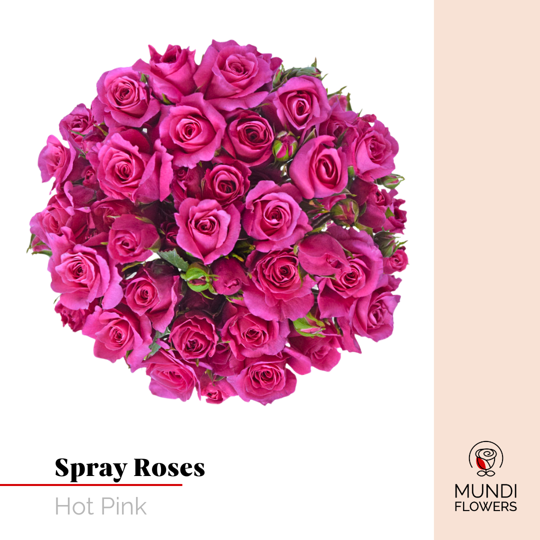 Spray Roses