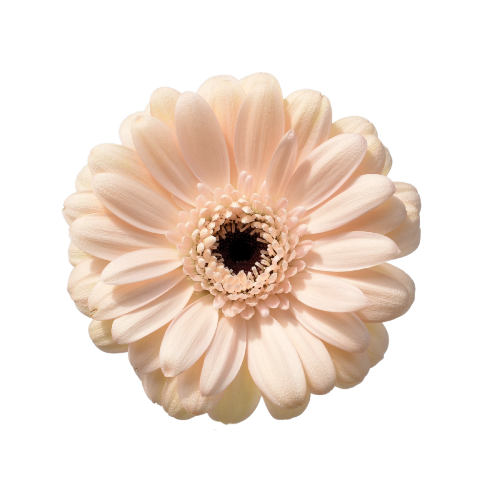 Gerbera