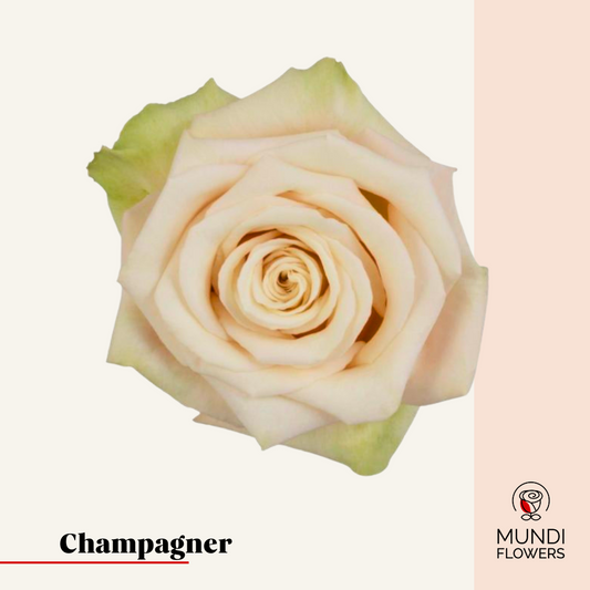 Champagner