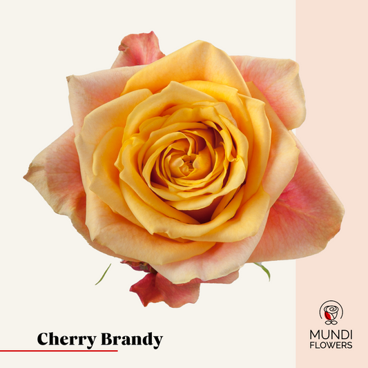 Cherry Brandy