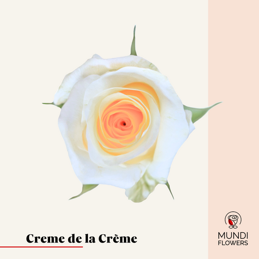 Creme De La Crã¨Me