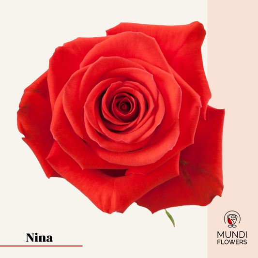 Nina