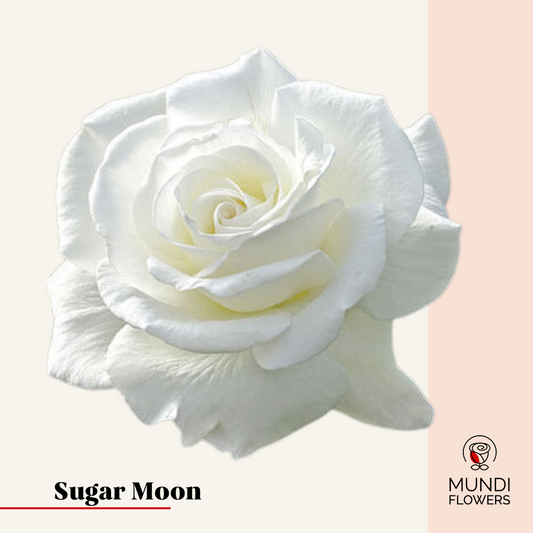 Sugar Moon