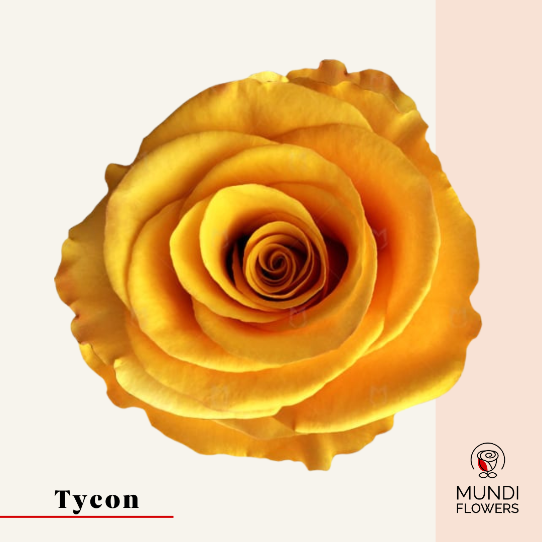 Tycon