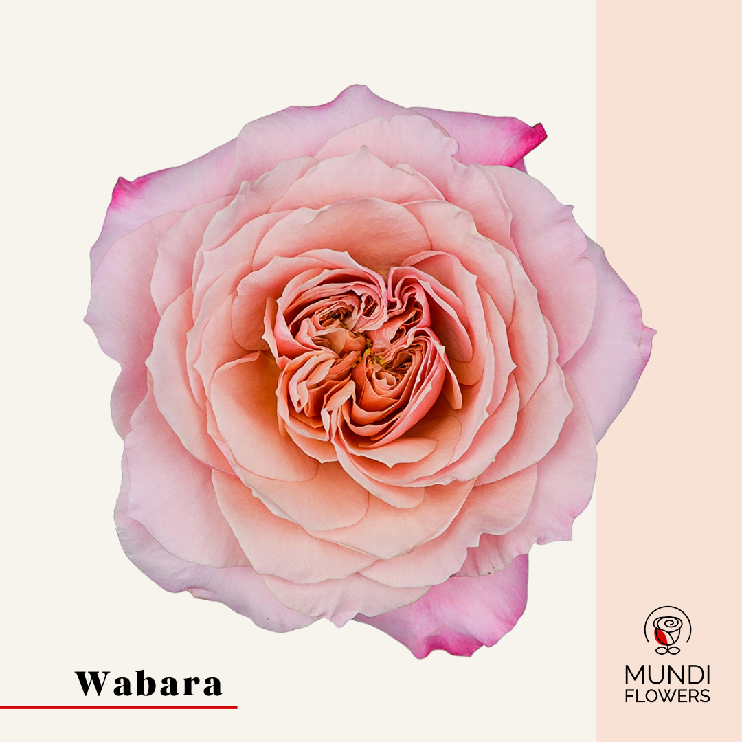 Wabara