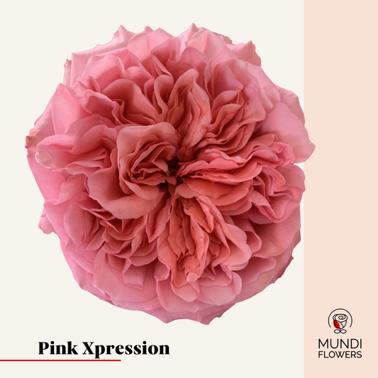 Pink Xpression