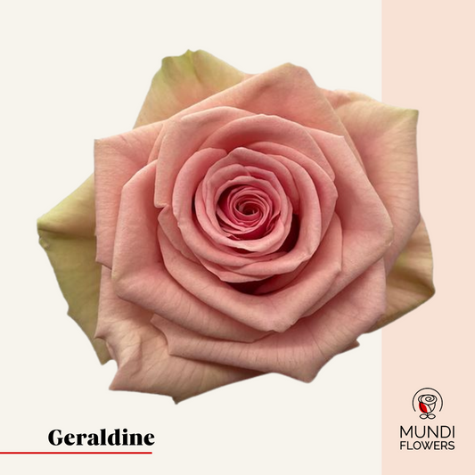Geraldine