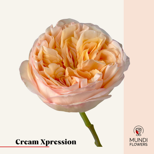 Cream Xpression