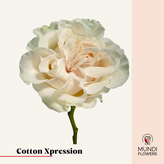 Cotton Xpression