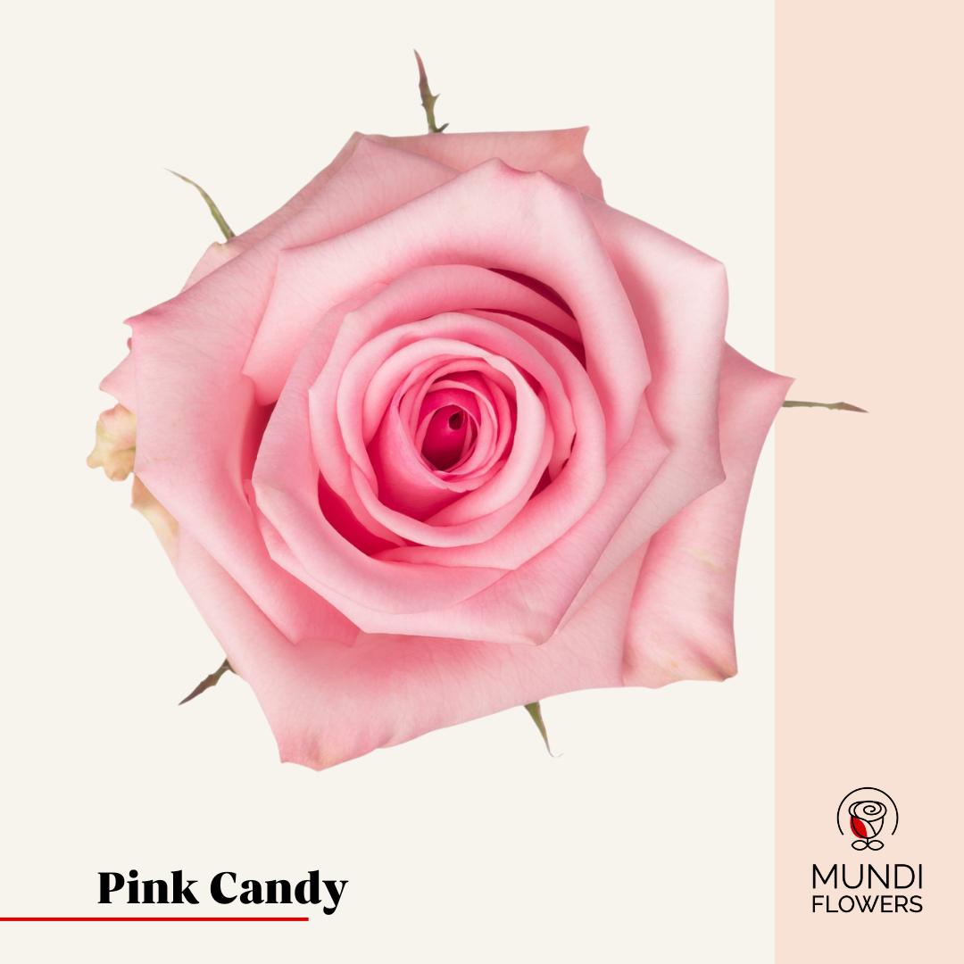 Pink Candy