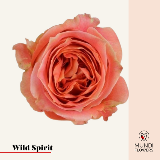 Wild Spirit