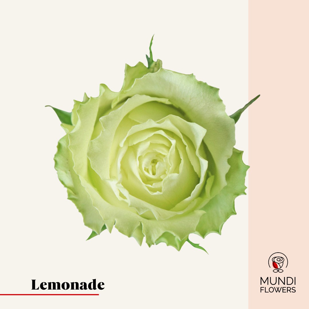 Lemonade