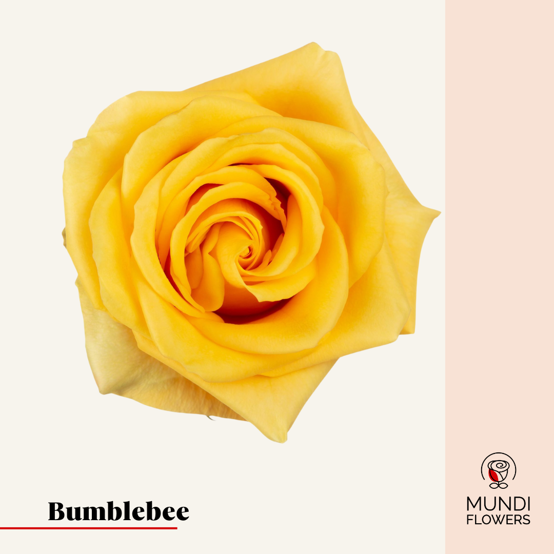 Bumblebee