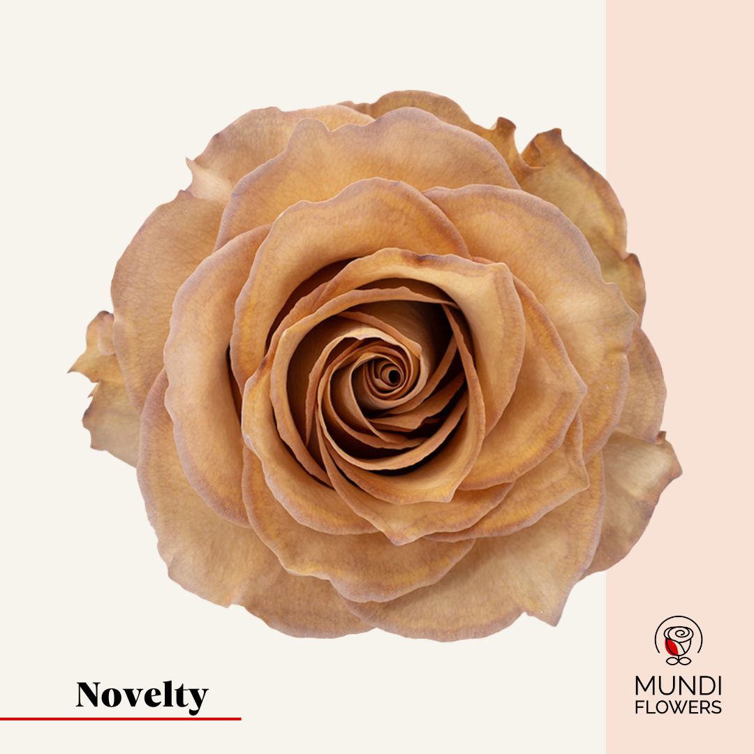 Tinted Roses
