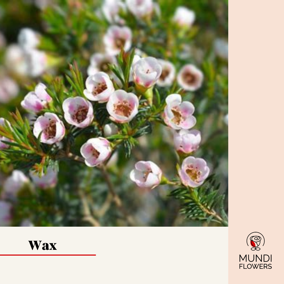Wax