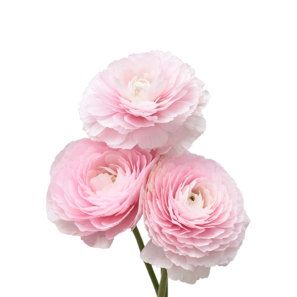 Ranunculus Clonnie