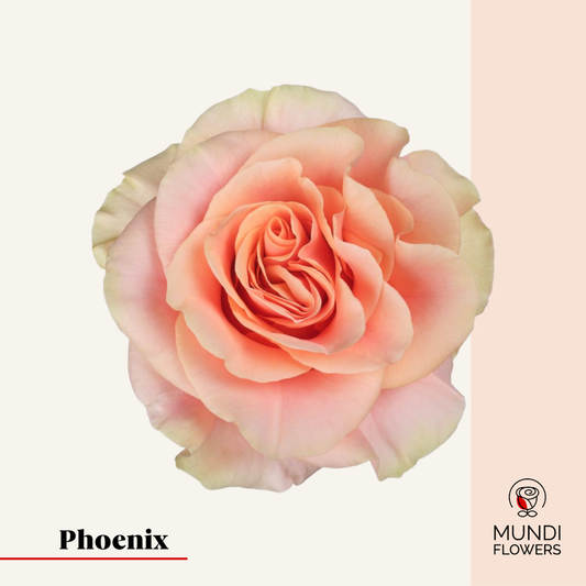 Phoenix