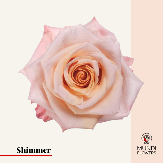 Shimmer