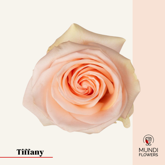 Tiffany