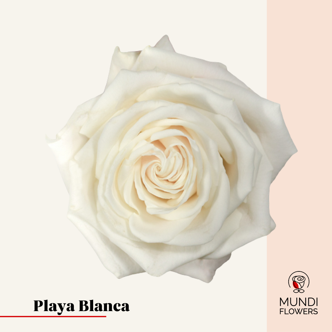 Playa Blanca