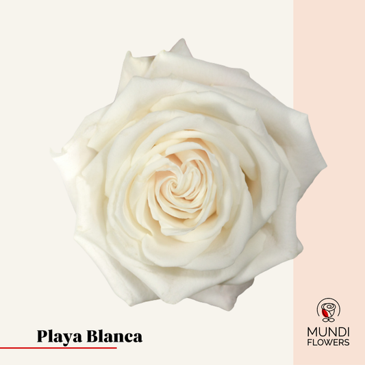 Playa Blanca
