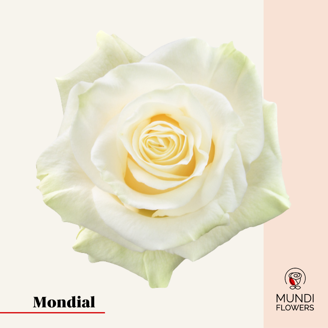 Mondial