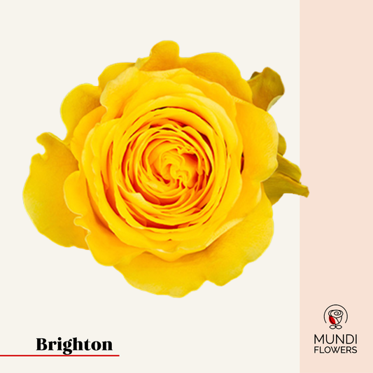 Brighton