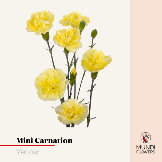 Minicarnations