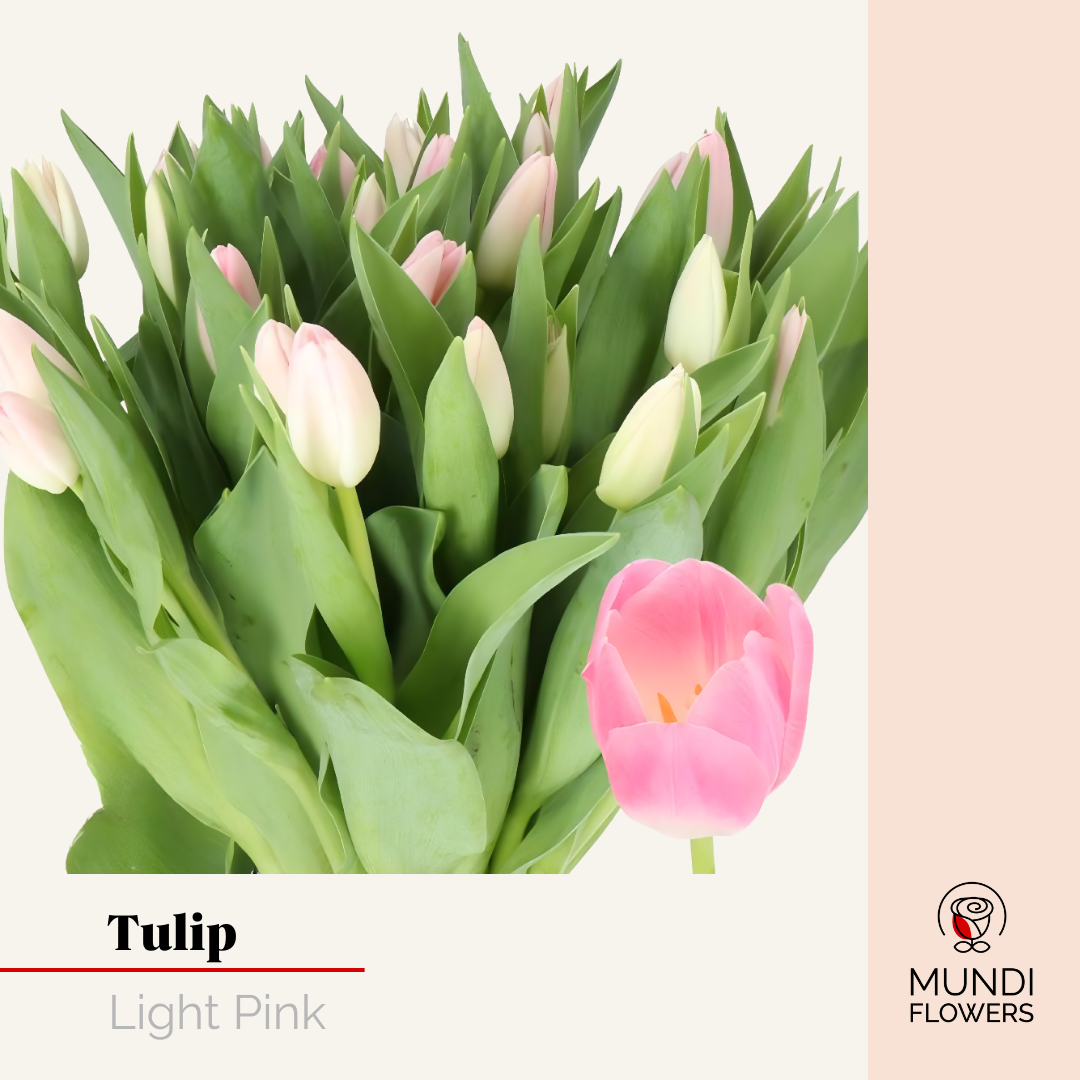 Tulip