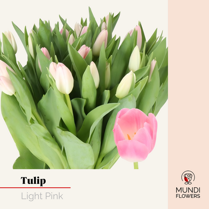 Tulip