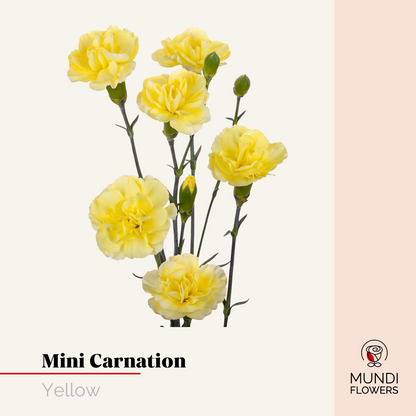 Minicarnations