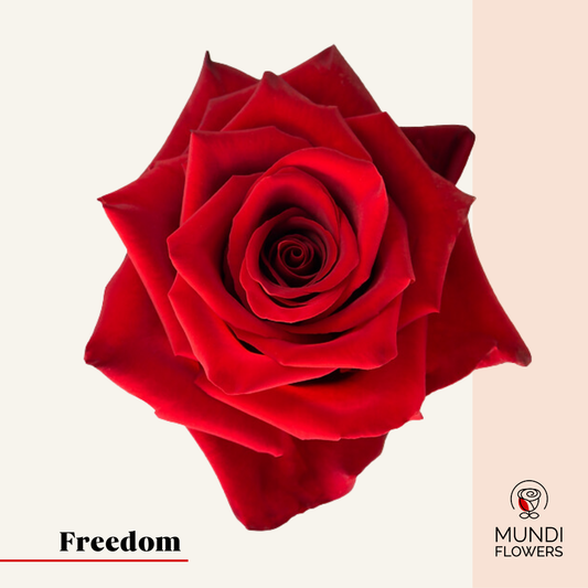 Freedom