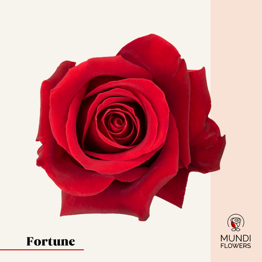 Fortune