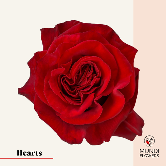 Hearts