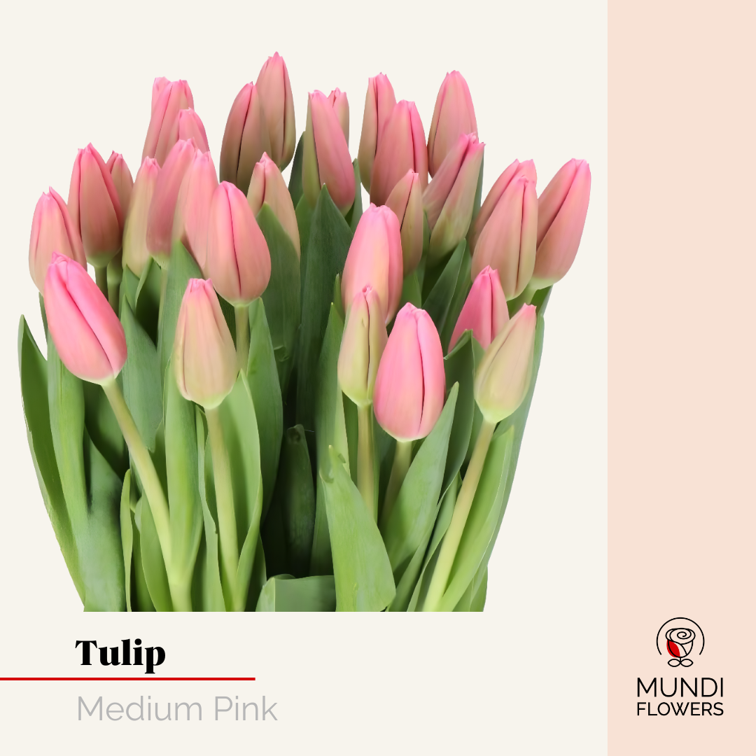 Tulip