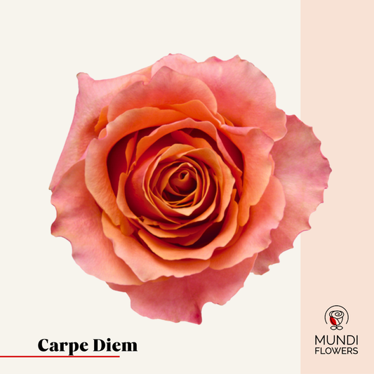Carpe Diem