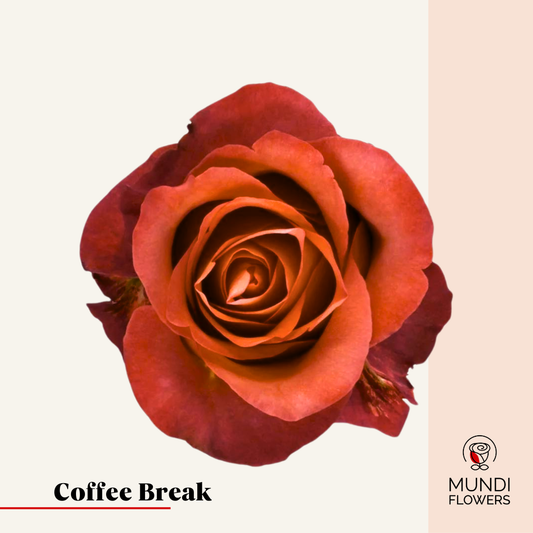 Coffee Break