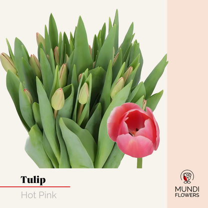 Tulip