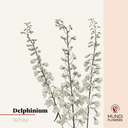 Delphinium