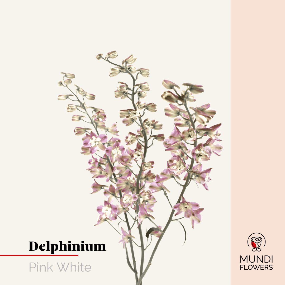 Delphinium