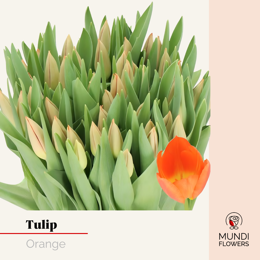 Tulip