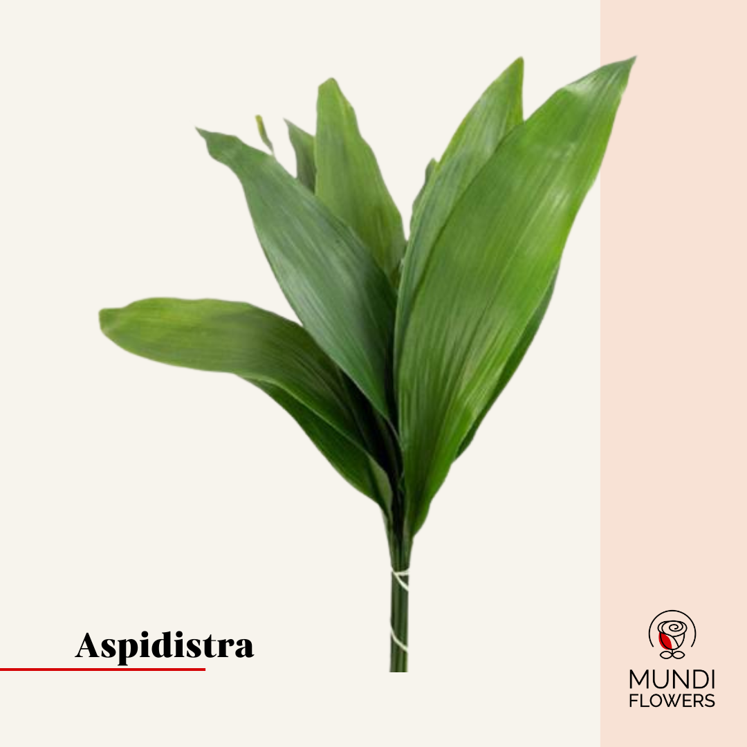 Aspidistra Large