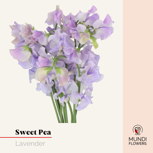 Sweet Pea