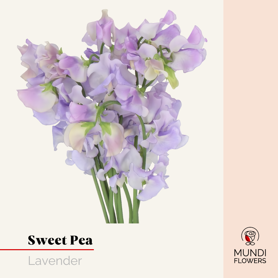 Sweet Pea