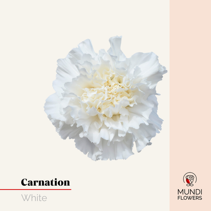 Carnations