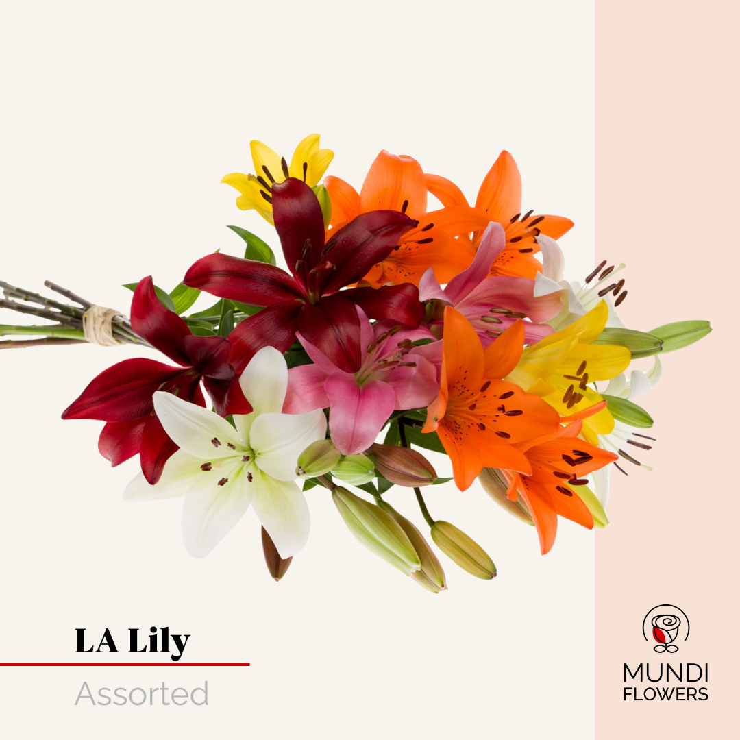 LA-Lilie