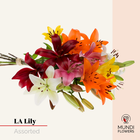 LA-Lilie