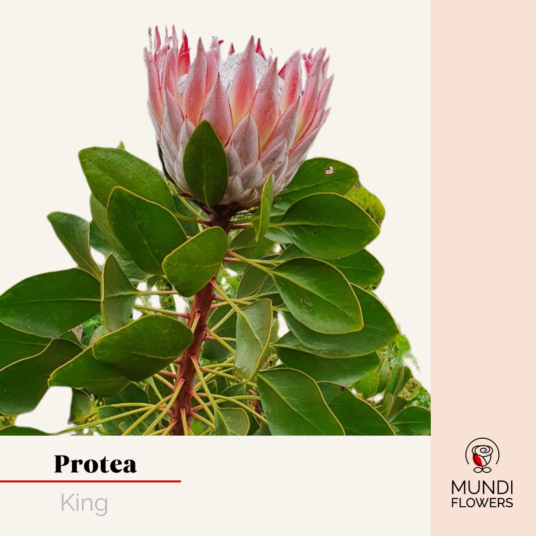 Protea