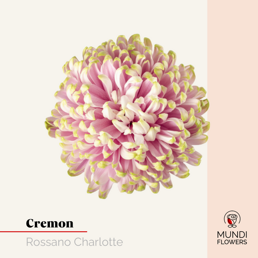 Cremon