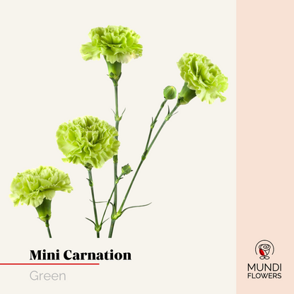 Minicarnations